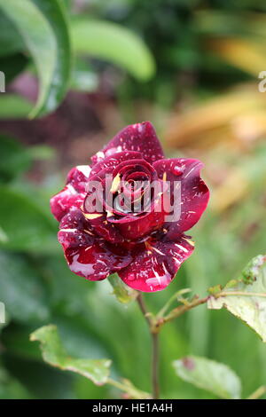 Abracadabra Hybrid Tea Rose en pleine floraison Banque D'Images