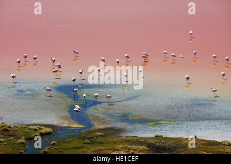 Les flamants roses dans la Laguna Colorada, Altiplano, Bolivie, Amérique du Sud Banque D'Images