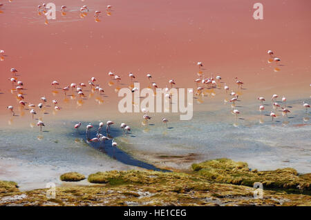 Les flamants roses dans la Laguna Colorada, Altiplano, Bolivie, Amérique du Sud Banque D'Images