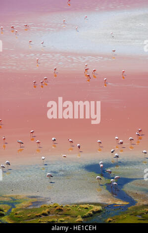 Les flamants roses dans la Laguna Colorada, Altiplano, Bolivie, Amérique du Sud Banque D'Images