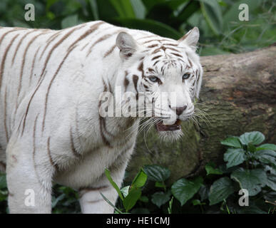 Tigre du Bengale (Panthera tigris tigris), Zoo de Singapour, Singapour, l'Asie Banque D'Images