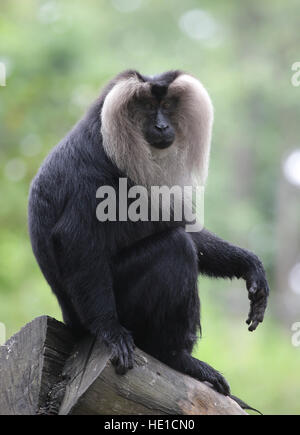 Lion-tailed Macaque (Macaca silène) assis sur une branche, le Zoo de Singapour, Singapour, l'Asie Banque D'Images