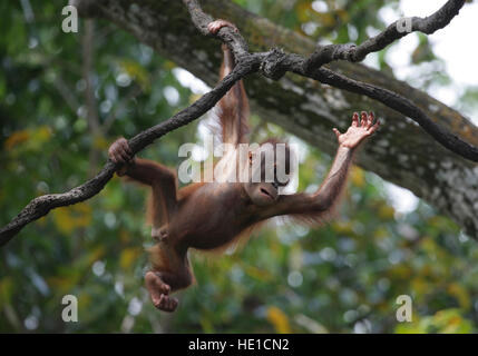 Orang-outan (Pongo pygmaeus) bébé jouant dans un arbre, Zoo de Singapour, Singapour, l'Asie Banque D'Images