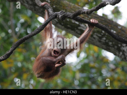 Orang-outan (Pongo pygmaeus), bébé jouant dans un arbre, Zoo de Singapour, Singapour, l'Asie Banque D'Images