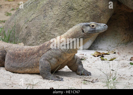 Dragon de Komodo (Varanus komodoensis) à sortir de sa caverne, Zoo de Singapour, Singapour, l'Asie Banque D'Images