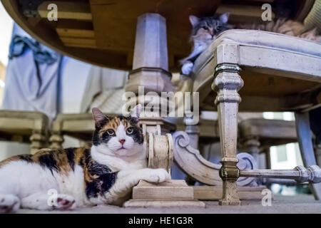 Deux chats assis sous une table avec une chaise sur Banque D'Images