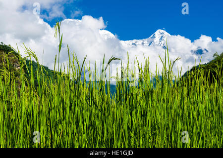 Paysage agricole avec terrasse vert champs de riz dans la vallée de la modi Khola, couverts de la neige des montagnes de l'Annapurna dans la distance Banque D'Images
