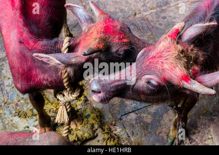 Deux buffles d'eau sont bien serrés, sacrifié aux dieux bientôt au temple, à l'gorakhnath festival hindouiste darsain Banque D'Images