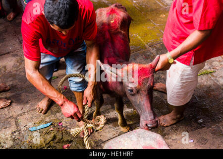 L'eau d'une bufflonne est tendu vers le haut, sacrifié aux dieux bientôt au temple, à l'gorakhnath festival hindouiste darsain Banque D'Images