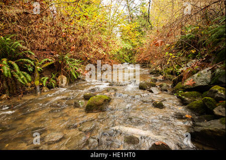 Paysage d'automne avec un saumon mort à Stoney Creek. Banque D'Images