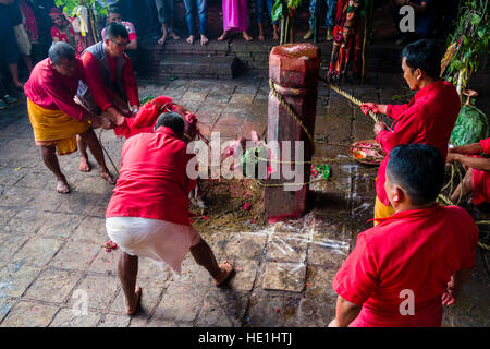 Un prêtre est en train de sacrifier un buffle en coupant de son siège avec un grand sabre à la gorakhnath temple au festival hindouiste darsain Banque D'Images