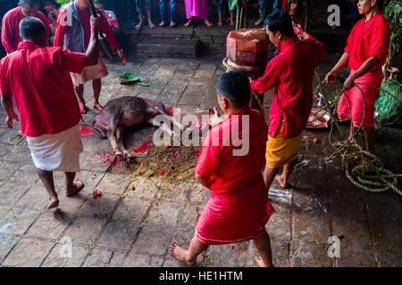 Un prêtre est en train de sacrifier un buffle en coupant de son siège avec un grand sabre à la gorakhnath temple au festival hindouiste darsain Banque D'Images