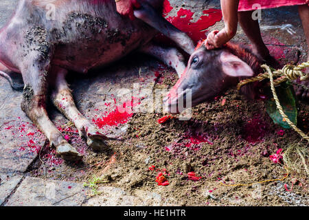 Le cadavre d'un buffle, sacrifié aux dieux au temple, à l'gorakhnath festival hindouiste darsain Banque D'Images