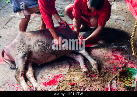 Prenez des prêtres de la mort d'un buffle, sacrifié aux dieux au temple, à l'gorakhnath festival hindouiste darsain Banque D'Images