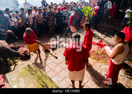 Un prêtre est en tirant le cadavre d'un buffle, sacrifié aux dieux au temple, à l'gorakhnath festival hindouiste darsain Banque D'Images