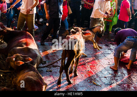 Les buffles d'eau sont bien serrés, sacrifié aux dieux bientôt au temple, à l'gorakhnath festival hindouiste, darsain le plancher est plein de sang Banque D'Images