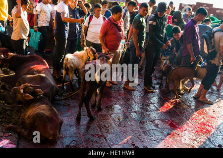 Les buffles d'eau sont bien serrés, sacrifié aux dieux bientôt au temple, à l'gorakhnath festival hindouiste, darsain le plancher est plein de sang Banque D'Images