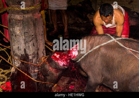 Un prêtre est en train de sacrifier un buffle en coupant de son siège avec un grand sabre à la gorakhnath temple au festival hindouiste darsain Banque D'Images