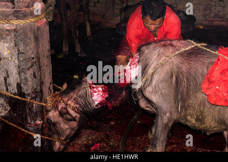 Un prêtre est en train de sacrifier un buffle en coupant de son siège avec un grand sabre à la gorakhnath temple au festival hindouiste darsain Banque D'Images