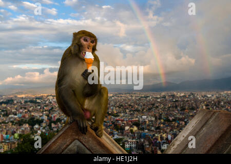 Un singe rhésus, macaque (Macaca mulatta), est assis sur un mur au Temple de Swayambhunath, manger une glace, vue aérienne sur les maisons de la ville un Banque D'Images