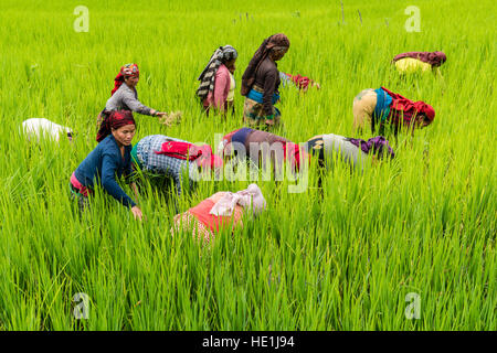 Paysage agricole avec des femmes travaillant dans les rizières en terrasse verte upper marsyangdi valley Banque D'Images