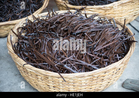 La culture et la transformation de la vanille à tour Pro Vanille, Sainte-Rose, de l'île de la réunion Banque D'Images