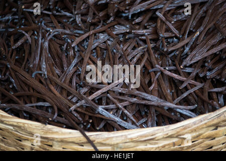La culture et la transformation de la vanille à tour Pro Vanille, Sainte-Rose, de l'île de la réunion Banque D'Images