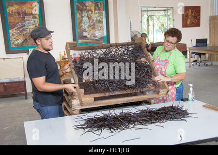 La culture et la transformation de la vanille à tour Pro Vanille, Sainte-Rose, de l'île de la réunion Banque D'Images