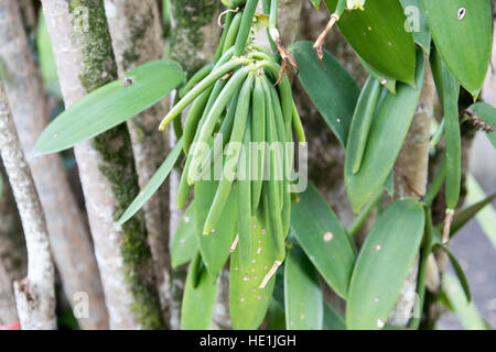 La culture et la transformation de la vanille à tour Pro Vanille, Sainte-Rose, de l'île de la réunion Banque D'Images