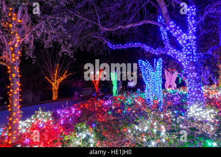 Floride Saint-Pétersbourg,Largo,Florida Botanical Gardens,Holiday Lights,hiver,Noël,nuit de vente d'exposition,FL161129135 Banque D'Images