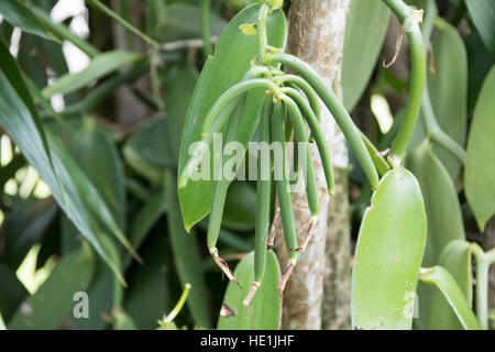 La culture et la transformation de la vanille à tour Pro Vanille, Sainte-Rose, de l'île de la réunion Banque D'Images