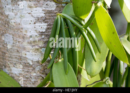 La culture et la transformation de la vanille à tour Pro Vanille, Sainte-Rose, de l'île de la réunion Banque D'Images