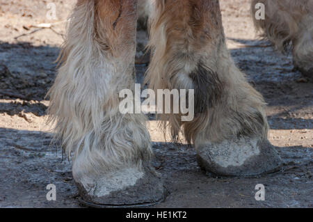 Cheval Clydesdale boueux (Equus ferus caballus) Pattes de sabots. Banque D'Images