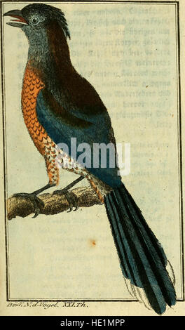 Une page de l’édition 1786 de « Natural History of Birds » du Comte de Buffon, illustrant les contributions de Buffon au domaine de l’ornithologie au XVIIIe siècle. Banque D'Images