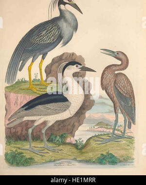 Illustrations de l'American ornithology de Alexander Wilson et Charles Lucien Bonaparte - avec l'ajout de nombreuses espèces récemment découvertes et des représentations de l'ensemble de l'sylvae Banque D'Images
