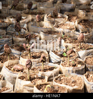 Plantés en petits pots de cacao Banque D'Images