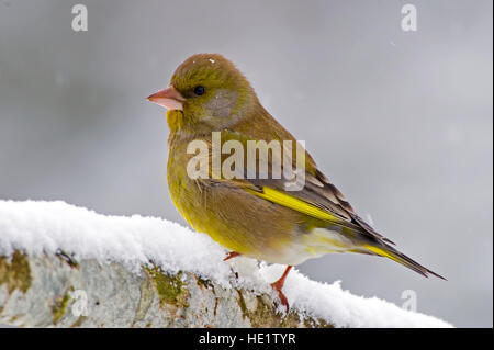 Le verdier mâle (Carduelis chloris) dans une direction de la neige avec un joli bokeh. Banque D'Images