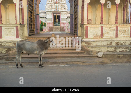 Holy Cow debout devant l'entrée d'un temple, Pushkar, Rajasthan, India Banque D'Images