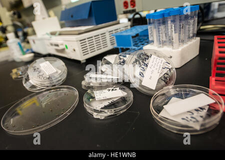 Pétri pleine de moustiques à partir de bases aériennes à travers le monde sont envoyés à l'entomologie lab à Wright-Patterson Air Force Base, Ohio, pour les tests. Le Moustique Aedes, en particulier, peuvent propager des maladies graves telles que la fièvre dengue, la fièvre jaune, le virus Zika et le chikungunya. Aedes sont visuellement distinctive en raison de la marques noires et blanches sur le corps et les jambes. /Master Sgt. Brian Ferguson Banque D'Images