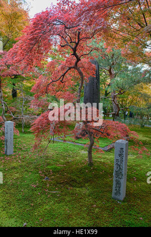 De superbes couleurs d'automne au Temple Tofuku-ji, Kyoto, Japon Banque D'Images