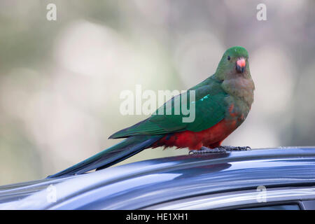 22 Août 2015 : un mâle juvénile Australian King Parrot (alisterus scapulaires) à une plage de galets à Murramarang Parc National. Banque D'Images