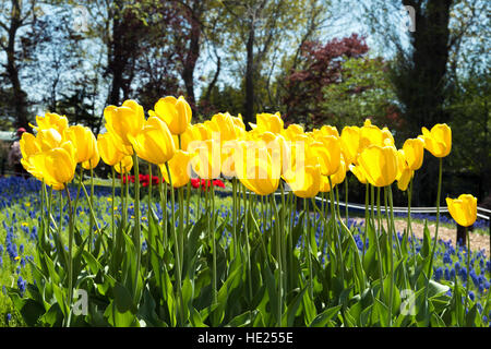 Tulipes jaunes dans la saison du printemps en fleurs dans le jardin à Pays-Bas. Banque D'Images