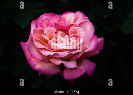 Une belle rose rose sur fond noir Banque D'Images