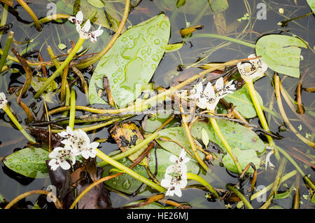 Cap Potamot dans flower Banque D'Images