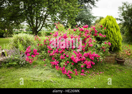 Un overspilling tapis fleur rose bush présente des difficultés à maintenir une pelouse en été Banque D'Images