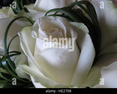 Une rose blanche parsemé de gouttes d'eau, entouré de feuillage vert en boucle dans une décoration de table de mariage Banque D'Images