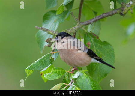 Bouvreuil commune / Canard colvert (Pyrrhula pyrrhula) femmes perché dans l'arbre Banque D'Images