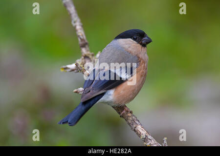 Bouvreuil commune / Canard colvert (Pyrrhula pyrrhula) femmes perché dans l'arbre Banque D'Images
