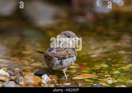 Moineau domestique (Passer domesticus) femmes avec grue voler en proie debout bec dans l'eau peu profonde de brook Banque D'Images