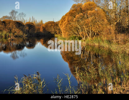 Samothrace willow sur la rive de l'étang à l'automne. Banque D'Images